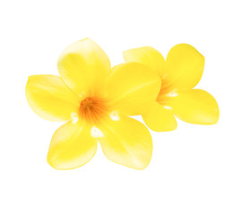 golden trumpet flowering plant. Allamanda cathartica isolated on white background