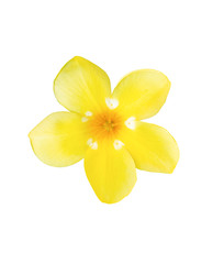 golden trumpet flowering plant. Allamanda cathartica isolated on white background