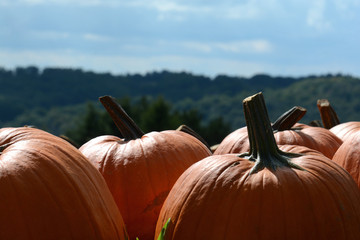 Pumpkin Patch