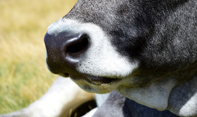 Maul einer Kuh in Nahaufnahme - Grauvieh auf der Alm in S&uuml;dtirol