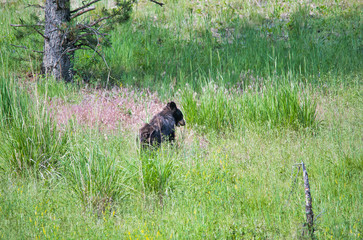 Young Bear in Yellowstone National Park