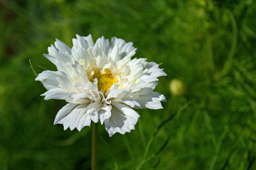 Chamomile on a blurred background of grass. Copy space