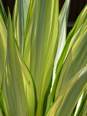 Obraz premium Variegated foliage