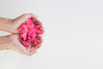 Hand Holding Some Frangipani isolate on white background