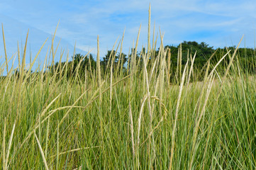 Beach grass