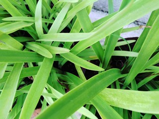 Fototapeta premium Green Plant With Long Blade Like Leaf Or Leaves