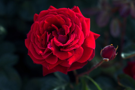 close up image of red rose in the garden 