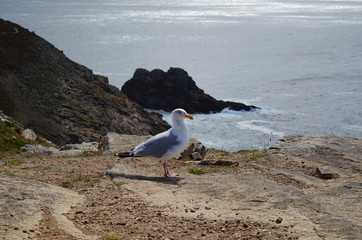 Sea gull on a coastline in Brittany, France