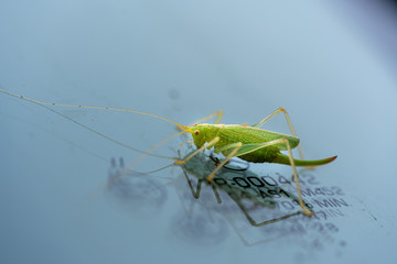 a green grasshopper is on a windshield and eats the remains of insects