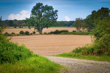 Fototapeta na wymiar an old country road leads to a field with a tree on it and white clouds in the blue sky