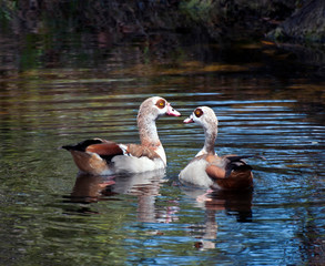 Two Egyptian geese chocolate to reddish brown and white feathers and dark ringed orange eyes and who mate for life are forming a heart while swimming.