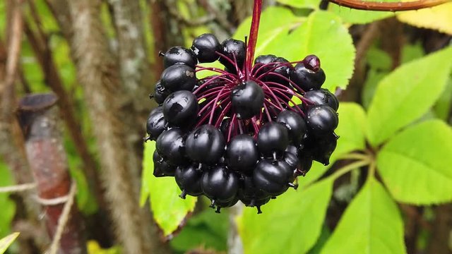 Acanthopanax Senticosus, also called Siberian Ginseng, Eleutherococcus senticosus berries are a widely used herb in traditional Chinese medicine.