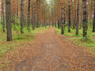 Path in the park. Pine forest after the rain.