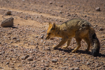 The Culpeo or Andean fox