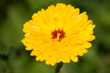 Fototapeta premium Gelbe, gefüllte Ringelblume