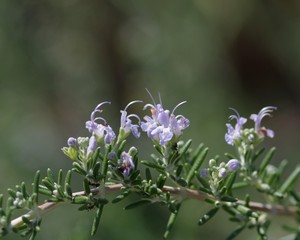 マンネンロウ（ローズマリー）