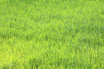 Fototapeta na wymiar Natural green background with juicy spring green grass