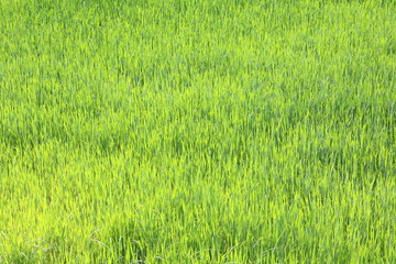 Natural green background with juicy spring green grass