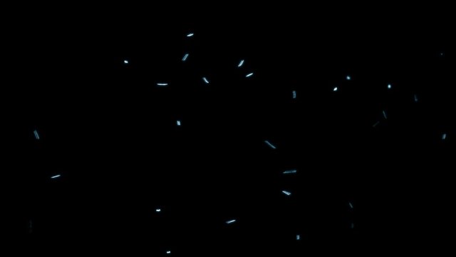 Insects Flying Around On Black