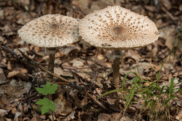 zwei Riesenschirmlinge im Wald
