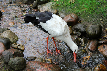 White stork gets his food in the Creek. 
