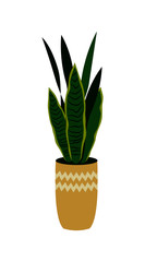 Vector illustration of a potted sansevieria isolated on white. Home plant in a pot. Interior design element.
