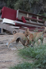 Dogs