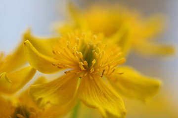 yellow flower 6