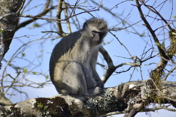 Obraz premium SCIMMIE SUDAFRICANE, KRUGER NATIONAL PARK