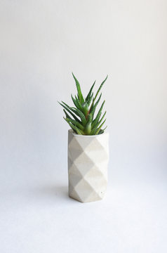 Succulent In A Concrete Pot. Planter With Haworthia On A White Background. Original Banner For Your Design. Polygonal Shape Triangles Pineapples. Isolated On A White Background.