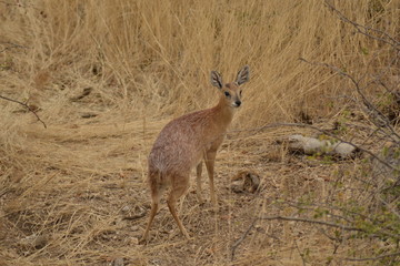 ERBIVORI DEL KRUGER SUDAFRICA