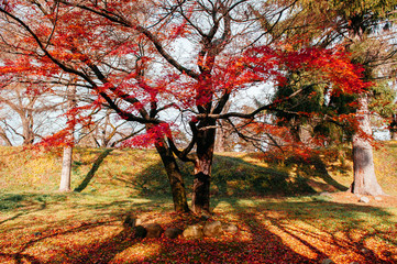 Red autumn maple tree garden at Aizu Wakamatsu Tsuruga Jo Castle