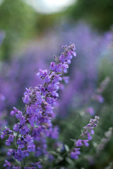 Pretty Purple Flowers