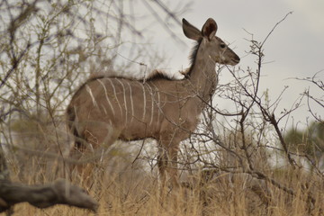 KUDU DEL KRUGER NATIONAL PARK SUDAFRICA