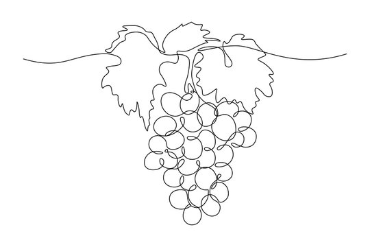 Grapes in continuous line art drawing style. Black line sketch on white background. Vector illustration