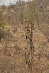GIRAFFA DEL KRUGER SUDAFRICA