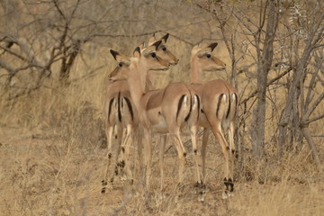 IMPALA DEL KRUGER NATIONAL PARK, SUDAFRICA