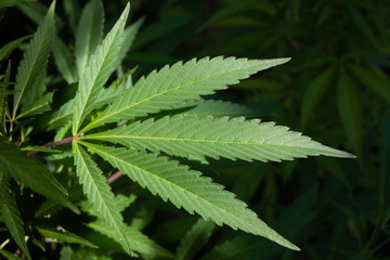 Naklejka na ściany i meble Close-up of a cannabis leaf