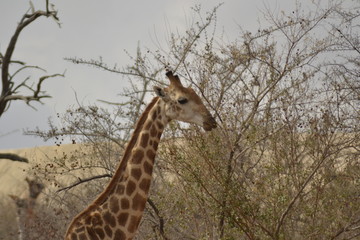 GIRAFFE DEL KRUGER NATIONAL PARK, SUDAFRICA