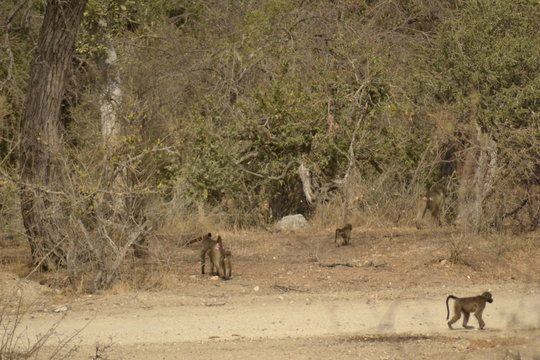 BABBUINI SUDAFRICANI