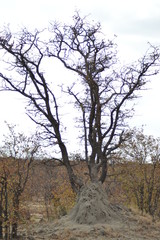 TERMITAI KRUGER SUDAFRICA