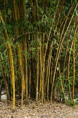 Close-up of Golden bamboo plant, or scientific name 