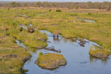 ELEFANTI DEK KRUGER NATIONAL PARK, SUDAFRICA