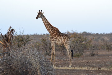 GIRAFFE DEL KRUGER NATIONAL PARK, SUDAFRICA