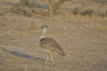OTARDA DI STANLEY, KRUGER NATIONAL PARK, SUDAFRICA