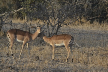 IMPALA, SUDAFRICA