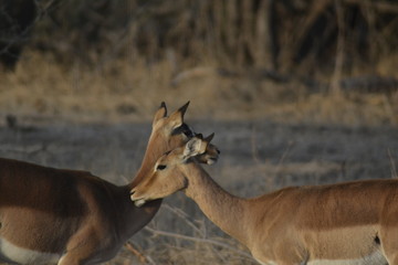 IMPALA, SUDAFRICA