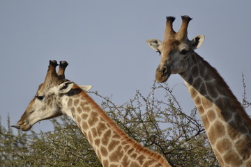 GIRAFFE DEL KRUGER NATIONAL PARK, SUDAFRICA
