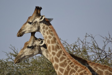 GIRAFFE DEL KRUGER NATIONAL PARK, SUDAFRICA