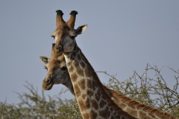 GIRAFFE DEL KRUGER NATIONAL PARK, SUDAFRICA